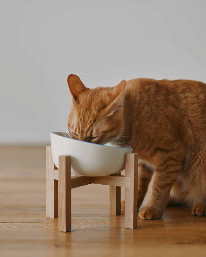 体重 約4kgの猫がボウル小を使って食事をするイメージ