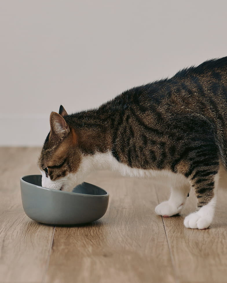 体重 約6.7kgの猫がボウル小を使って食事をするイメージ