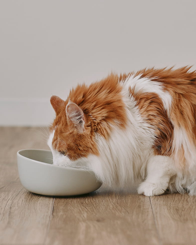 体重 約5.6kgの猫がボウル大を使って食事をするイメージ