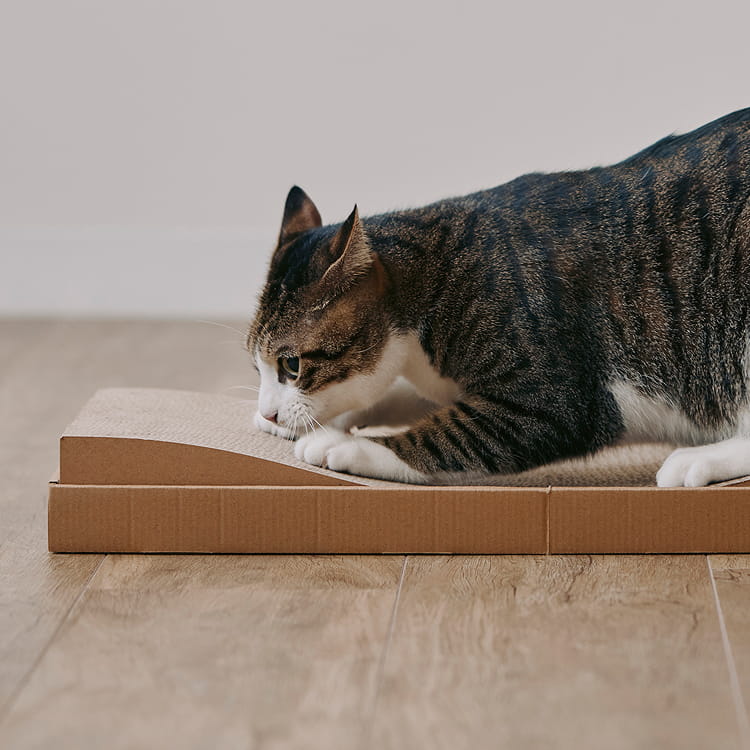 遊び場にもくつろぎにも段ボール爪とぎのイメージ