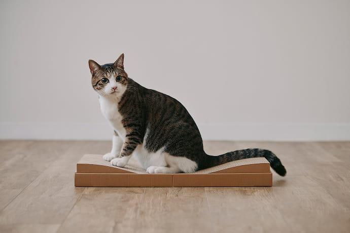 段ボール爪とぎベッドのイメージ