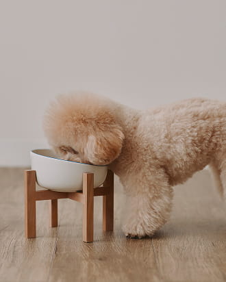 磁器 ペット用フードボウル 小のイメージ