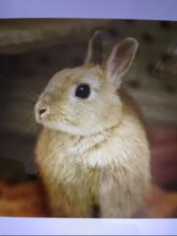 うさぎ