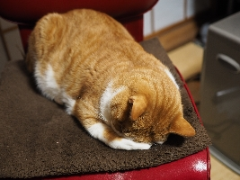 はる