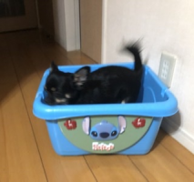 へい
