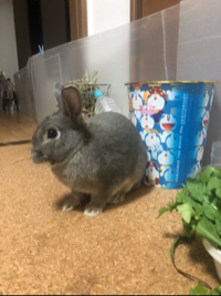 けっけ