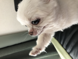 ちょびと