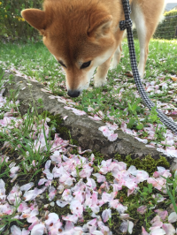 かのさん