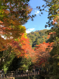 はなみづき
