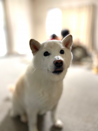 fuku
