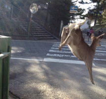 しかこ