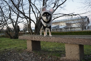 あずき