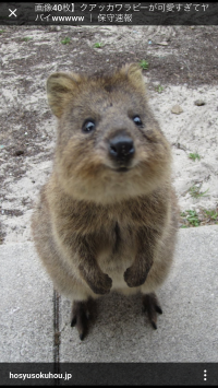 ふくちゃんママ