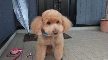 ぽーちゃん