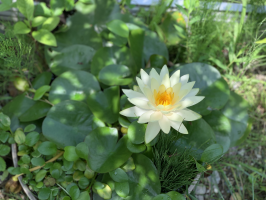 サブリナ１号