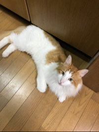 あずのちゃん