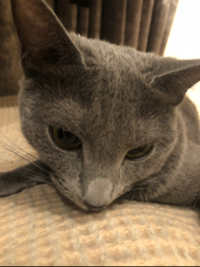 ゆっこ