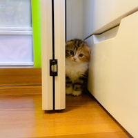 めいちゃん