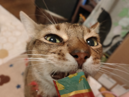 アル