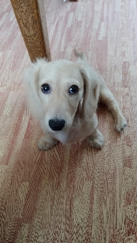 mie