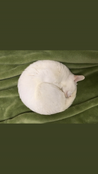 おもち
