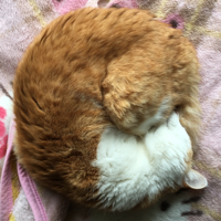 なべ