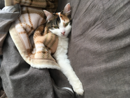 Ｌｉｌｙ