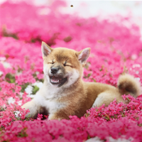 つぶあん