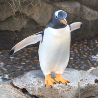 ペンギン