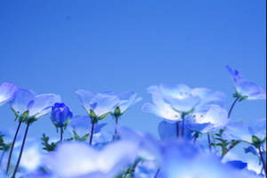 はらぺこあおむし