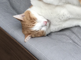 まめこ