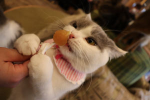 ぽむぶり