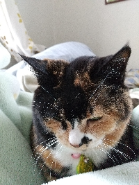 あさ