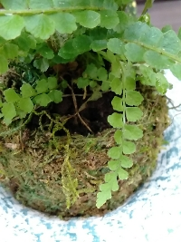 みどり