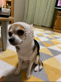 コロンちゃん