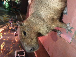まんぼりん