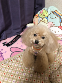 あんず