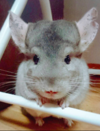 チャイラテ