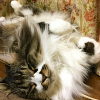 猫万歳
