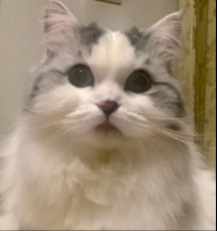 ちょこ
