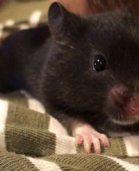 そんちゃん