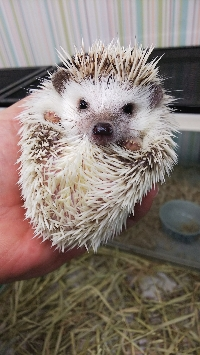 ユキ