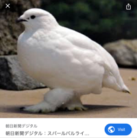 雷鳥ももんが