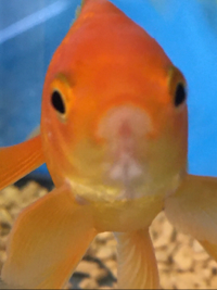 べに