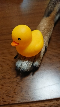 みるちゃん