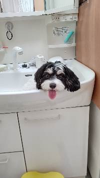 ピ