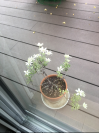 繭ごん
