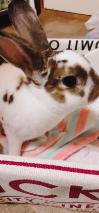 Cookieand