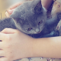 さかな