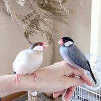 まき